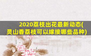 2020荔枝出花最新动态(灵山香荔枝可以嫁接哪些品种)