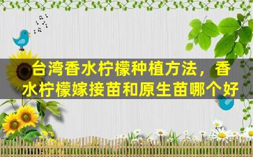 台湾香水柠檬种植方法，香水柠檬嫁接苗和原生苗哪个好