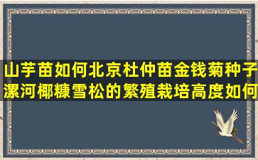 山芋苗如何北京杜仲苗金钱菊种子漯河椰糠雪松的繁殖栽培高度如何控制(山芋苗)